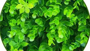 jardín vertical bosque